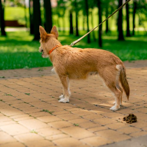 a small red dog pooped on the footpath in the city park a bunch of excrements near the dog environment
