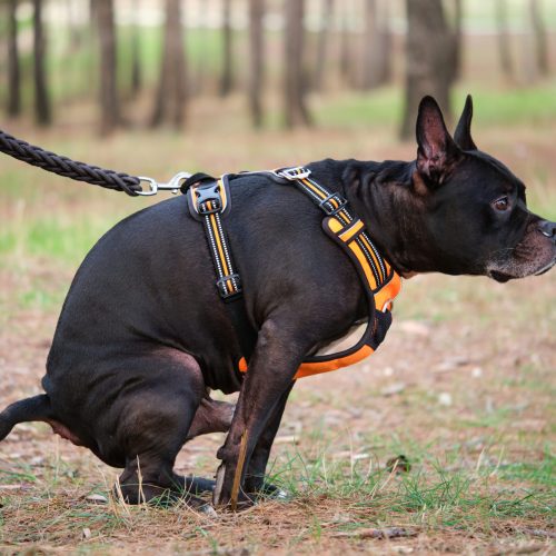Black dog pooping on a park. American staffordshire and french bulldog mixed breed.