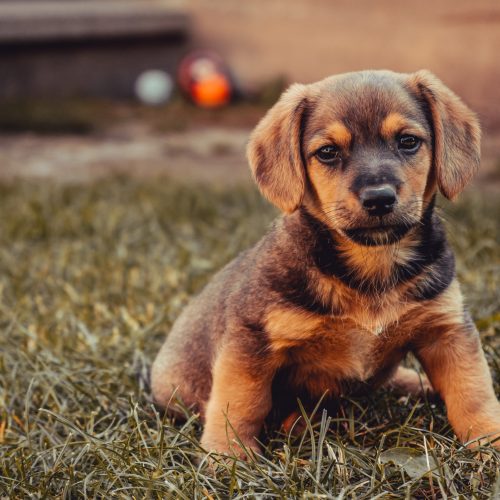 A brown dark puppy in a golden sunbeam