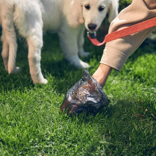 Cropped photo of a Caucasian dog owner cleaning after her pet on a green lawn