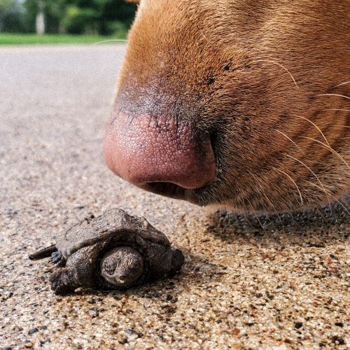 cute-turtle-meeting-a-curious-dog-2026-03-09-03-23-09-utc