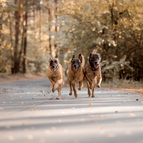 dog-in-autumn-leaves-fall-season-pet-on-the-walk-2026-03-25-01-48-45-utc