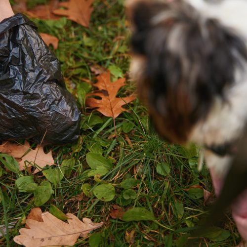 Cropped photo of human hand picking up dog poop with black trash bag from green grass