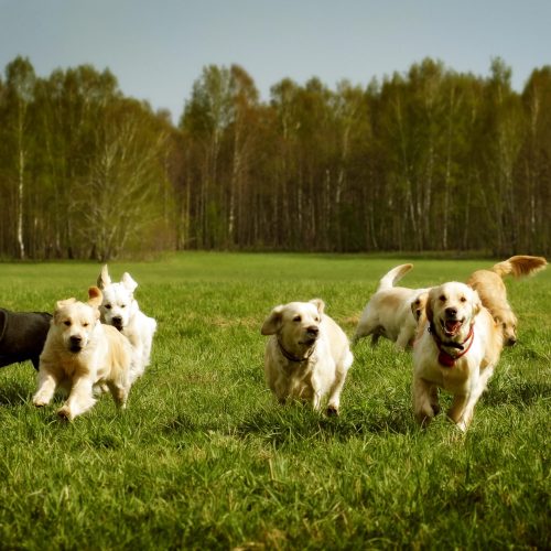 golden retriever, dog, pet, retriever