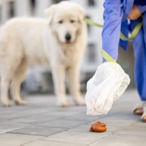 Woman cleans up after her dog, taking poop into plastic bag, while walking in inner yard of apartment building SSUCv3H4sIAAAAAAAACpxUya6bMBTdV+o/RF4XyRMe+itVFxfsBOsRjLBJVUX595oxJk3fojvuuYPPuT7m/vXL6YQqCK5G30/3KUqxa9sxxAGi812C8bcVH2xn7JAjt4EJnAPg8sgaF/3goM3BCmLddHC1CezGtp3gx5xEIUIcgw0Zlxq6G6SYyq0/NGOMdgjR1x8pwTbc2N4HF/vGRx/yBBhf2b/LBwvXEN3M41nbwvV3DpwHa3s3dZKMaA3RXpKyA9VtjT+W+LQlVh0xpRBa5y5KxmrGNmgZ/l+dy8fPXcbFdvWk4/7IWA+2tbCsd+WIDFGVrLAoQFhecFLLQhNCi/ShKQaiqKznU5bR6ONXWv11Vr0OhdE4n23h5mto5/1nJ/eDq113ydp8bGYr7ffsxy4OE2VEid7Eotb7Hqp2uqNzGms3vIEQUofZ8Pxuknf9NTuq83HWvK4QmXR5U0gYY4QQJbFWmGBOBcpt2Lg0Z2a0cRz71oOx06H7Bb3akQglBCd09+sbZ641jPBnzcGke0GZDcn9uhXQ7VVl1t1z9JnLXLxmFV6Sm+cmS11dUnJU954604x8Sj0VsH8x45hnubfrSyXiU+UcS7HyP/w+fP3hTP4mX/kjIQinSmm1W+xAHwlCJZFEZfmVPbIARluBC2mwLLioVKFMaQoKjGmiQSrO9q4XXYgyIkqlqZZ7yUEXogprIdJi5+e2KnLTbSAtK8YshsJiTQpeal1oXOGCU1xybhWz5zJ1Pf4AAAD//wMASQPxw84FAAA=