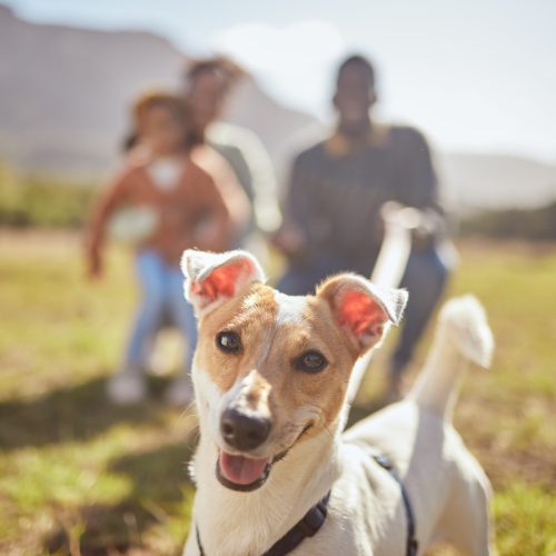 Portrait, dog and outdoor nature with family in forest or park play, fun and freedom in summer. Can.