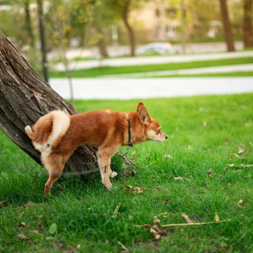 red-dog-peeing-on-a-tree-in-the-autumn-park-2026-03-13-04-12-40-utc