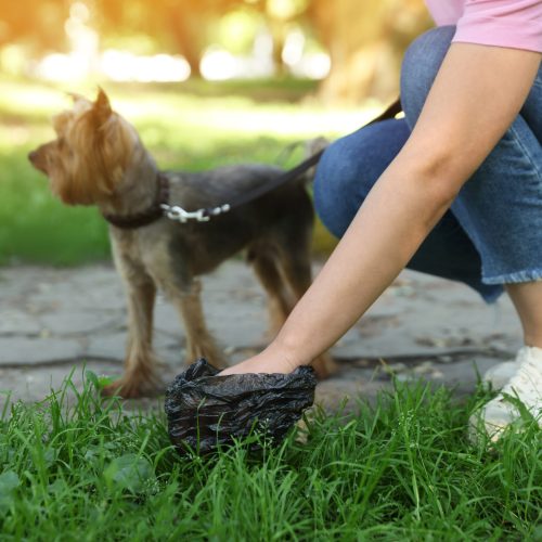 Woman picking up her dog's poop from green grass in park, closeup. Space for text