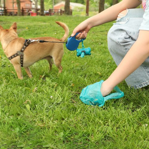 Woman picking up her dog's poop from green grass in park, closeup