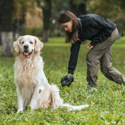 young woman cleaning after golden retriever dog in park